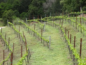 spring-floor-management