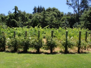 summer canopy management