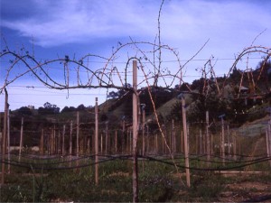 winter-dormant-vines