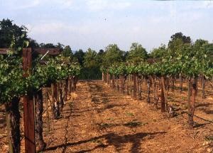 Vineyard Installation and Management