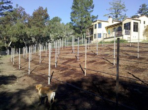 vineyard-installation